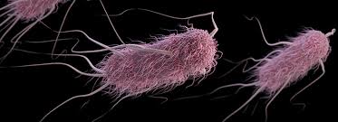 e-coli bacteria